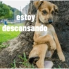 Perros graciosos 3 6