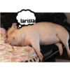 Porquinho 2 22