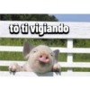 Porquinho 2 26