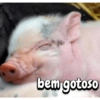 Porquinho 2 17