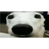 Perros graciosos 3 12