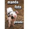 Porquinho 2 18