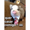 Porquinho 2 30