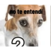 Perros graciosos 3 14