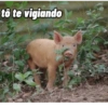 Porquinho 2 29