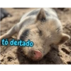 Porquinho 2 13