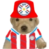 Perritos copa América 14