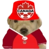Perritos copa América 7