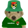 Perritos copa América 8