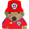 Perritos copa América 9