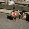 Patos  7