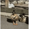 Patos  10