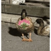Patos  11