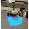 Patos  12