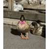 Patos  6