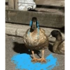 Patos  13