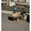 Patos  8