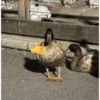 Patos  9