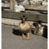 Patos  5