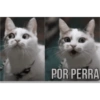 Memes de todo 7