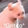 Preutti 27