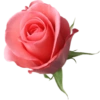 Phool 19