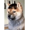 Absydvdks 11
