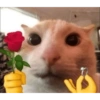 Absydvdks 9