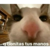 Gatitos chistosos  28