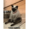 Gatitos chistosos  30