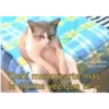 Gatitos chistosos  17
