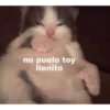 Gatitos chistosos  8