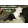 Gatitos chistosos  19