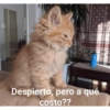 Gatitos chistosos  22