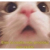 Gatitos chistosos  11