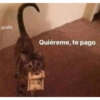 Gatitos chistosos  14