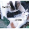 Gatitos chistosos  25