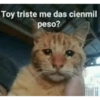 Gatitos chistosos  21