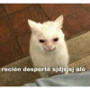 Gatitos chistosos  23