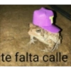 Gatitos chistosos  6