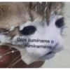 Gatitos chistosos  20