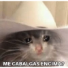 Gatitos chistosos  12