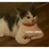 Gatitos chistosos  10