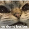 Gatitos chistosos  18