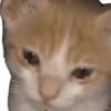 Gatitos 18