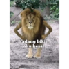 Ok banh 17