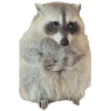 Mapache || by: Tofii 25