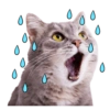 Gatitos 14