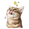 Gatitos 12