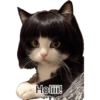 Gatitos 17